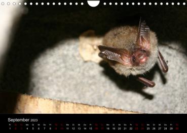 Fledermauskalender für 2023 September Bechsteinfledermaus